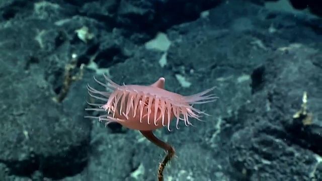 Актиния «Венерина мухоловка». смотреть онлайн