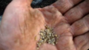 ПОСЕВ  СЕМЯН РАННИХ ТОМАТОВ В ОТКРЫТЫЙ ГРУНТ