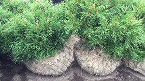 Сосны горные мугус из питомника "Салтыково".