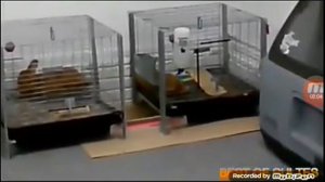 Как пукают животные???