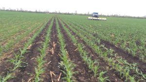 Подкормка кукурузы(междурядная культивация).