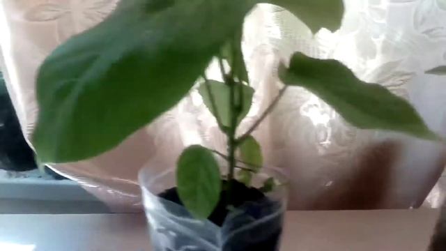 Обзор разницы #маракуйя #северная , #гранадилла и #пассифлора
