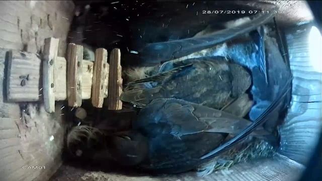 Стрижиное семейство смотреть онлайн