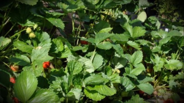 Клубника Фриго или новейшие агротехнологии на службе клубничного бизнеса