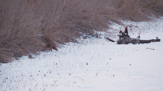4K:Panasonic GH5S Test｜WildBard [RedcrownedCrane] otowa-Bridge Hokkaido Japan смотреть онлайн