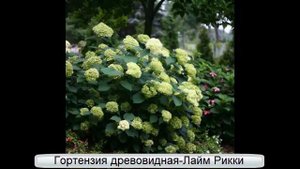 Гортензии в саду!!!