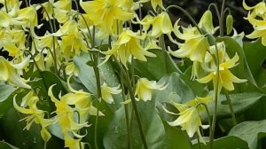 Erythronium Pagoda