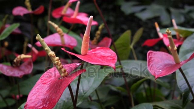 Anthurium || red Anthurium heart shaped flower❤|| #anthurium #agrivibes-ko8fp смотреть онлайн