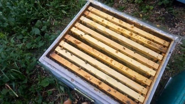 Карника с условно изолированного облетника. смотреть онлайн