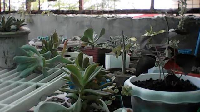 Plant and Propagate succulent & other Ornamental Plants смотреть онлайн