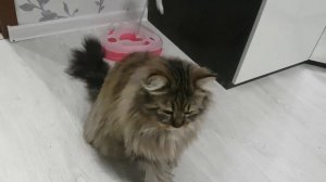 Дрессированный кот Мейн-кун выполняет команды.