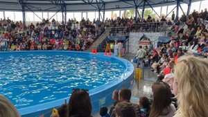 Сочинский дельфинарий в Сочи Парк