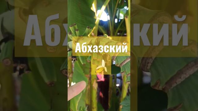 Абхазский банан #банан #абхазия #фрукты #флора #фауна #растения #цветы #banana смотреть онлайн
