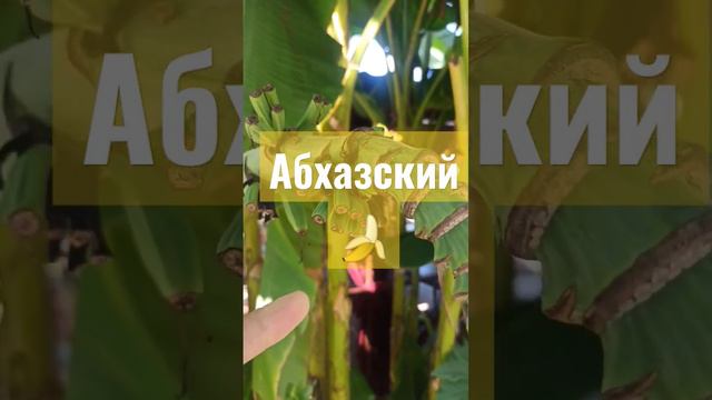 Абхазский банан #банан #абхазия #фрукты #флора #фауна #растения #цветы #banana