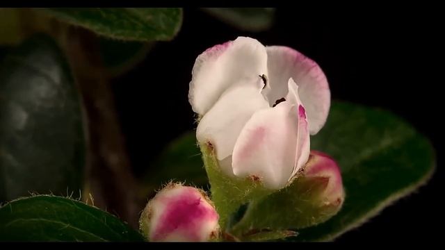 Сказочный мир Растет трава Распускаются цветы и почки Ускоренная съемка смотреть онлайн