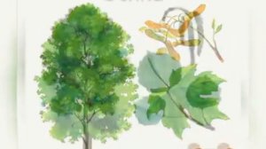 Презентация для детей 5 7 лет  Деревья