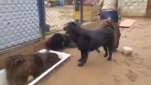 Монгольский банхар