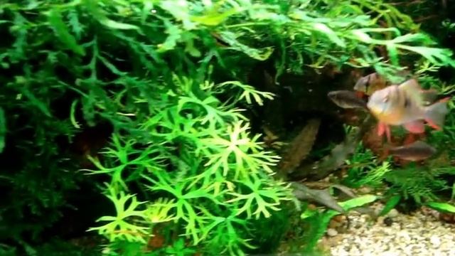 Bolbitis and Bolivian Ram (LQ video) смотреть онлайн