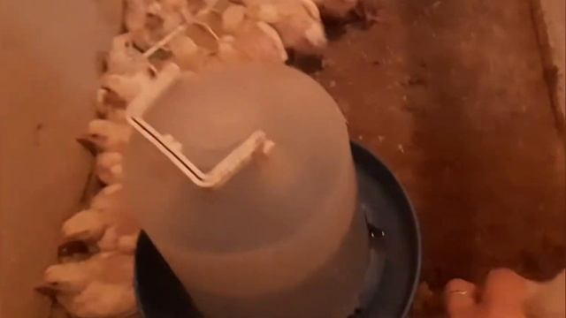 Вес бройлеров в 7 дней / Вес бройлера в 14 дней