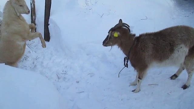 снег козе не помеха...гуляют и с удовольствием едят сосновые ветки! смотреть онлайн