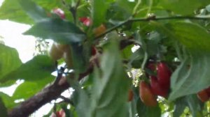 Кизил в Крыму.Начало сбора урожая.Мои сорта на 8.08.23.