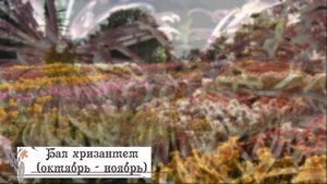 Никитский ботанический сад, Крым - выставки цветов