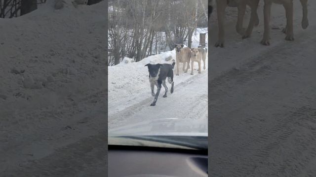 Бездомные собаки. Московская область, Одинцово