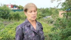 Ежевика Эвергрин торнлес