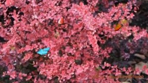 Барбарис тунберга Пинк Квин (berberis thunbergii) ? обзор: как сажать, саженцы барбариса Пинк Квин