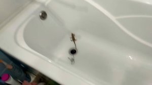 ПРИРУЧАЕМ БОРОДАТУЮ АГАМУ!