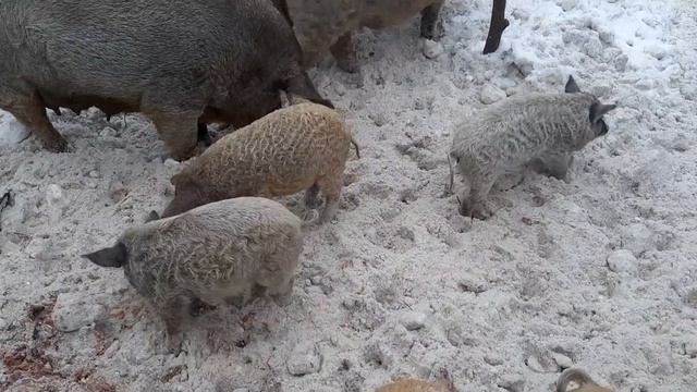 Венгерская мангалица мясо с характером смотреть онлайн