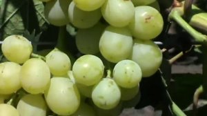 Новые Гибридные формы винограда Е.Г. Павловского.