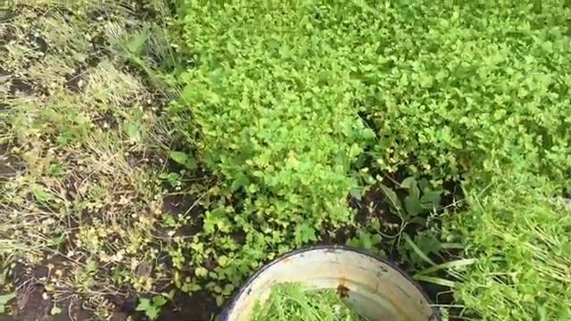 Выросла горчица-мульча для томатов