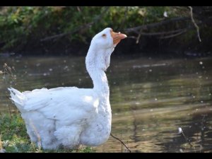 Гуси Якушева Вячеслава.Экспедиция по гусеводческим хозяйствам №2.