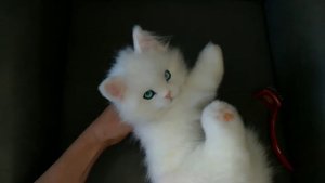 Белый кот Реалистичная игрушка из меха White cat