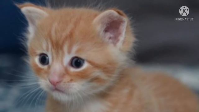 Женщина купила котенка за 100 рублей в переходе, а после выяснилось, что он стоит целое состояние смотреть онлайн