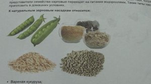 Календарь ловли карася  Когда ЛУЧШЕ клюет карась