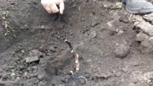 Открытие однолетних саженцев винограда после зимовки