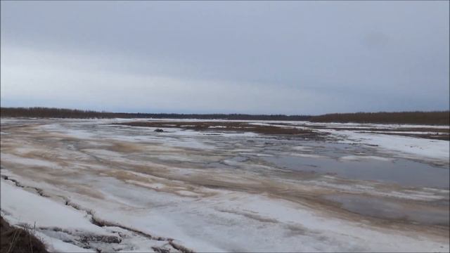 Мезень. 5 мая 2019 год. Шарок. Гуси. смотреть онлайн