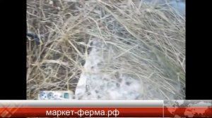 Универсальный измельчитель ДАРЬЯ (сено, солома 150 кг-час)