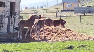 КАК Жеребята играют Маленькие лошадки