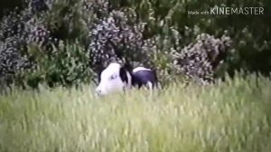 Старое видео. Хованщино, Волынщино Бековского района, Пензенской области.