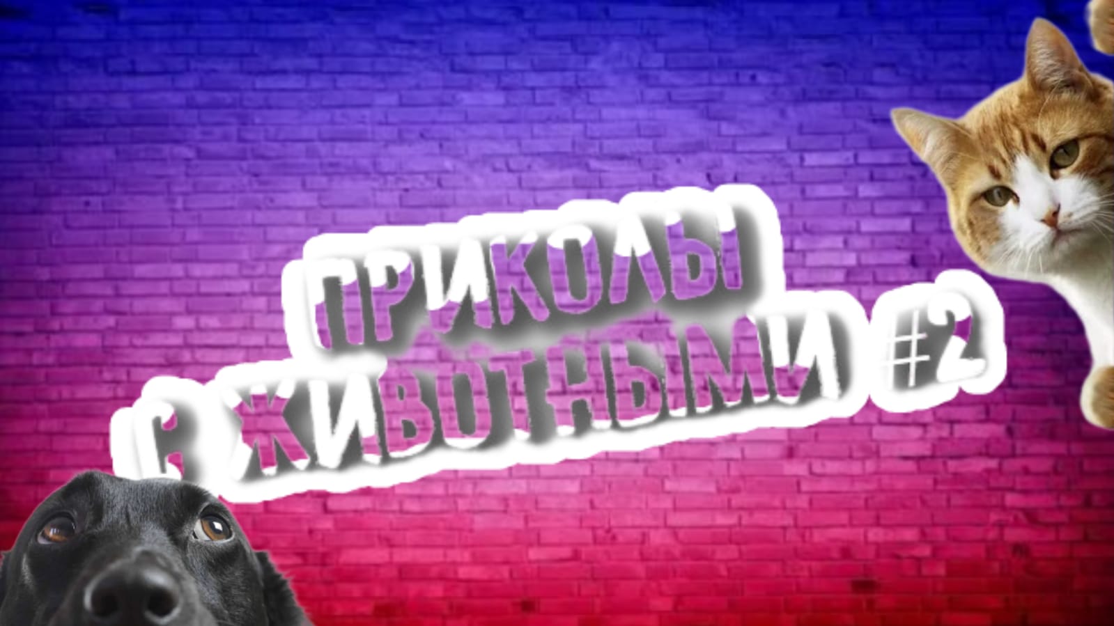 Подборка приколов с животными/кошка/собака/#2