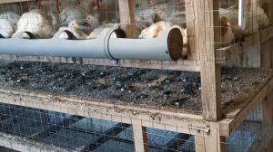 Ответы на вопросы по бройлеру и чесноку.(Брошу ли я чеснок?)