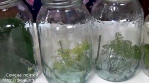 Рецепт квашеных огурцов в собственном соку