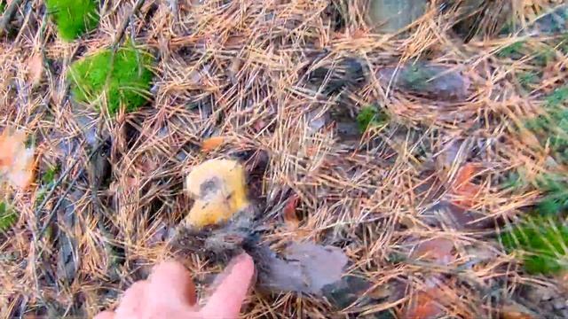 ПОЕЗДКА В ЛЕС И НА ДОН. РИСОВАНИЕ С ДЕТЬМИ. ЖИЗНЬ В ДЕРЕВНЕ. смотреть онлайн