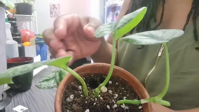 Scindapsus Pictus Exotica Propagation and Potting | Care Tips and Updates Included смотреть онлайн
