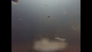 Рыбалка спортивная!р.Исеть! Палкинский Окунь,