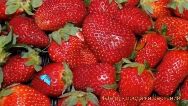 Земляника садовая Фестивальная (festival'naya) ? обзор: как сажать, рассада земляники Фестивальная смотреть онлайн
