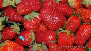Земляника садовая Фестивальная (festival'naya) ? обзор: как сажать, рассада земляники Фестивальная